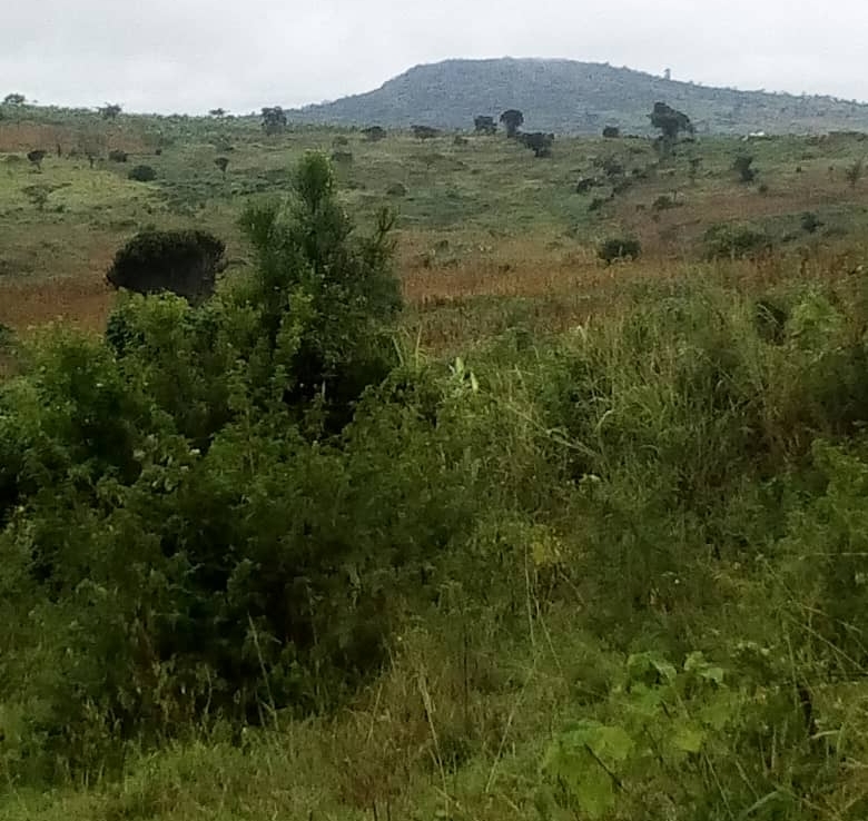 FARM LAND FOR SALE IN MUBENDE - Spectrum Real Estate Solutions