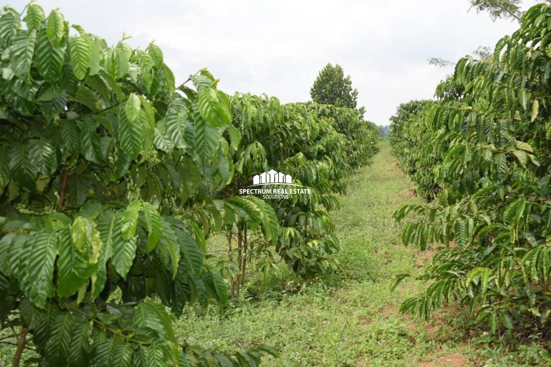 Coffee plantation for sale in Mityana