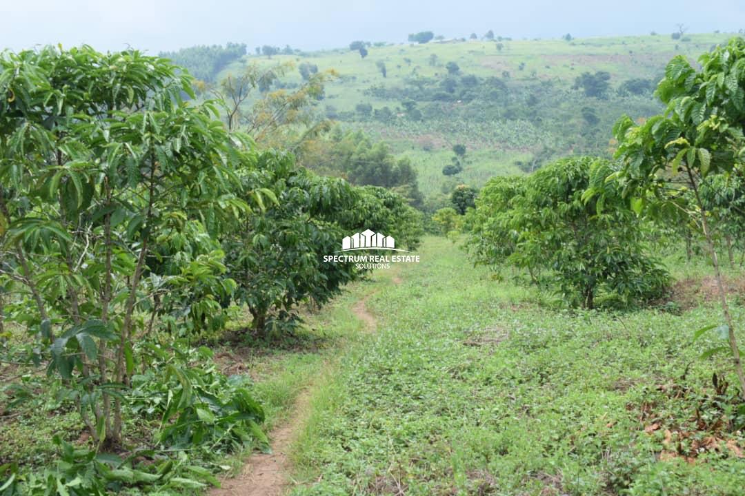 Coffee plantation for sale in Mityana