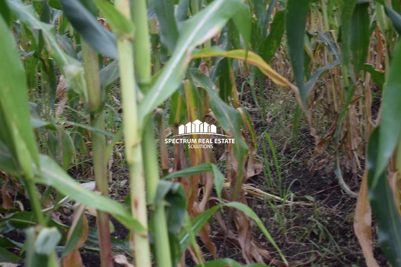 Land for sale in Myaanzi Mityana