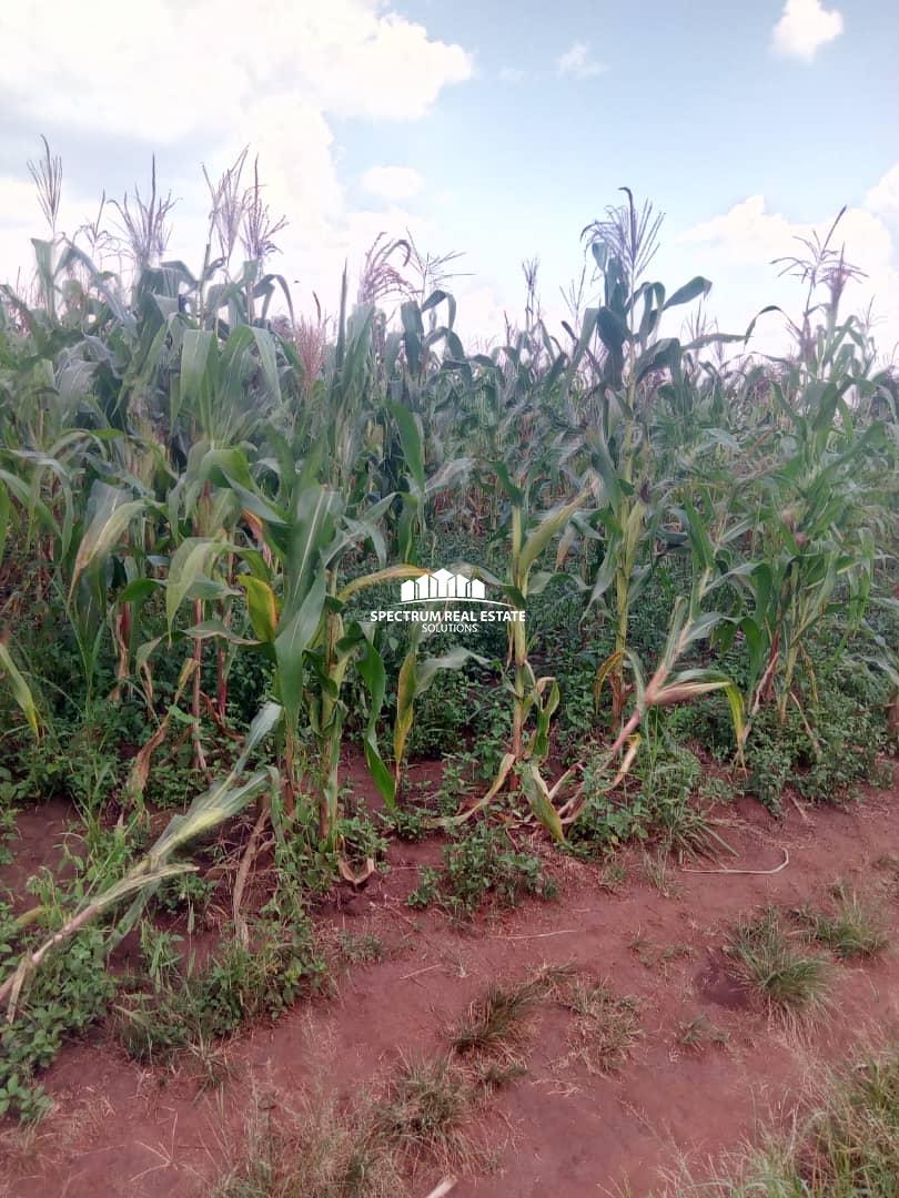 Agricultural land for sale in Kiboga district