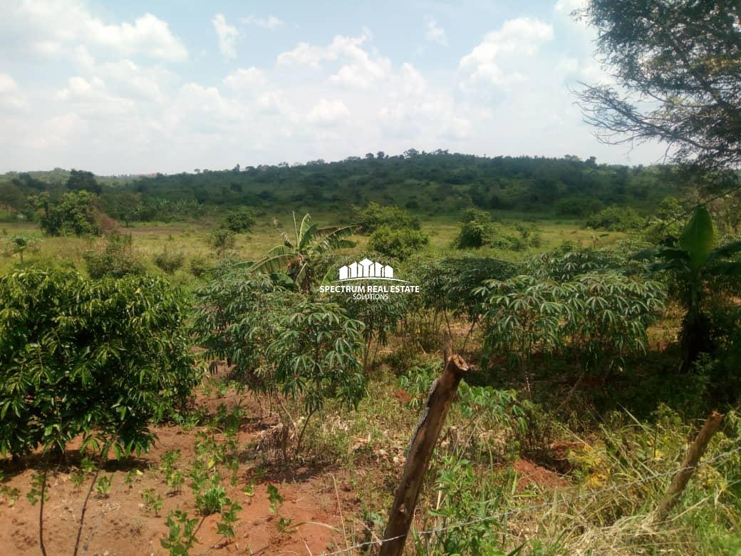 70 Acres land for sale in Kassanda district