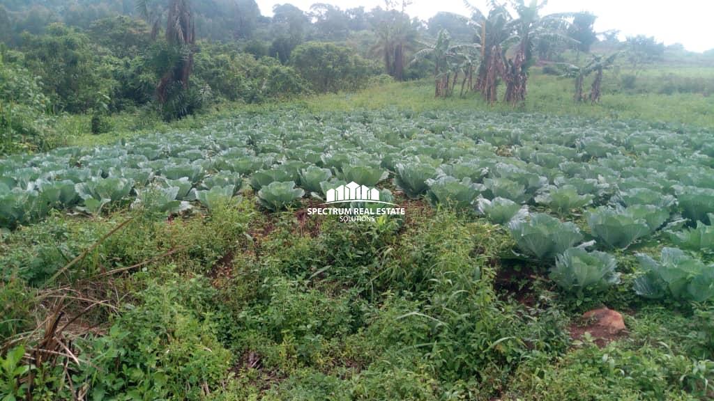 Land for sale in Mityana district