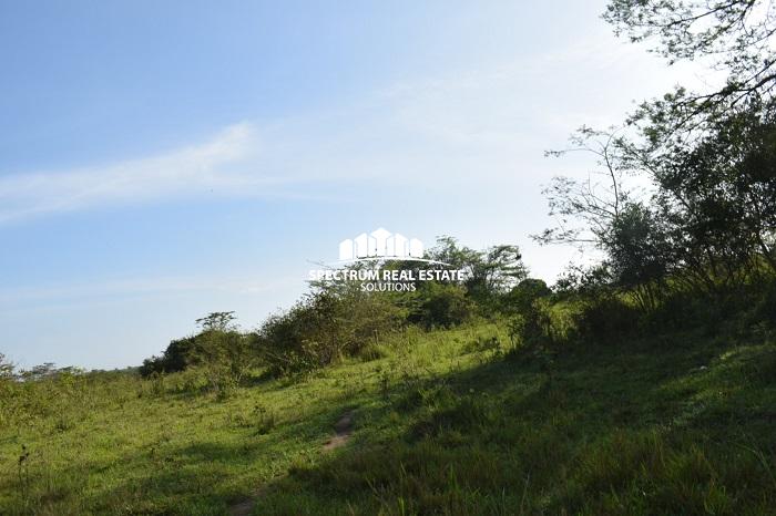 This land for sale is Zirobwe, Luwero district, Uganda