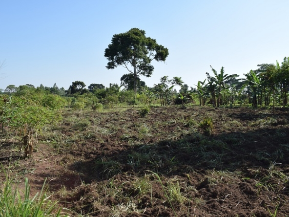 Agricultural land for sale in Uganda – Spectrum Real Estate Solutions