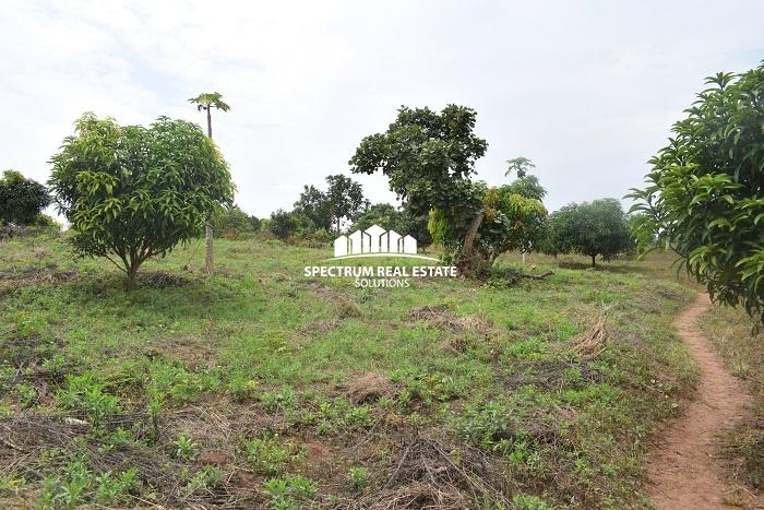 This land for sale in Semuto Matugga Uganda