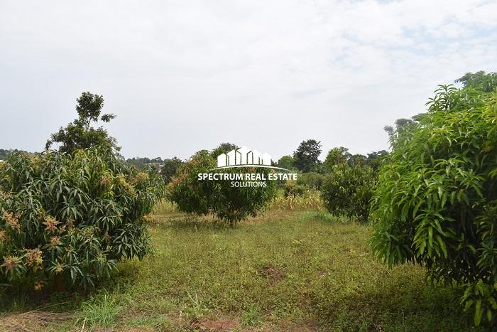 This land for sale in Semuto Matugga Uganda