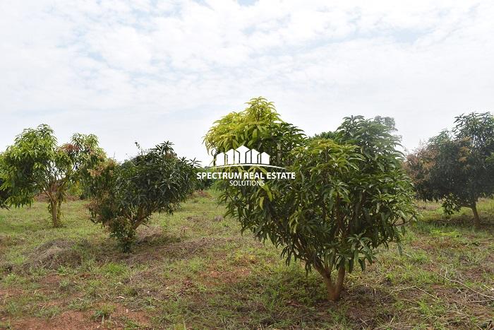 This land for sale in Semuto Matugga Uganda