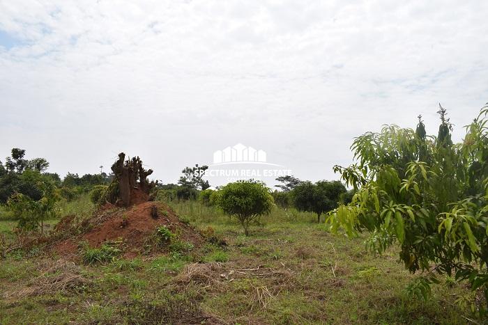 This land for sale in Semuto Matugga Uganda