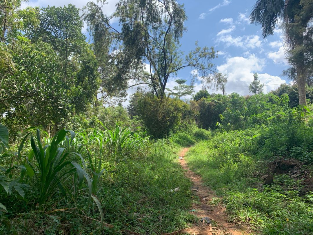 Land for sale Location: masooli 3.1 acres 500m per acre 1.45 acres @1.2bn negotiable 2km from main Gayaza rd