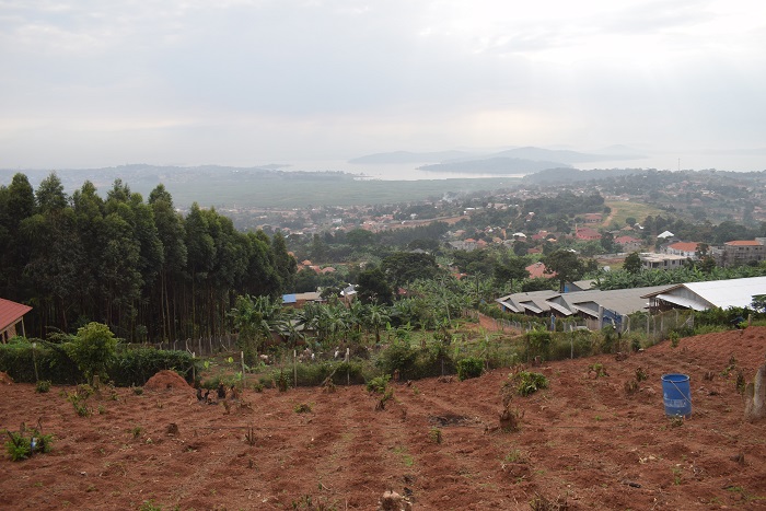 These plots for sale in Kigo Kampala Uganda