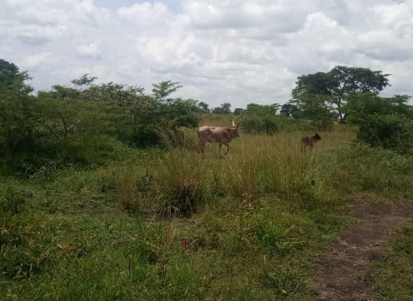 Agricultural land for sale in Uganda – Spectrum Real Estate Solutions