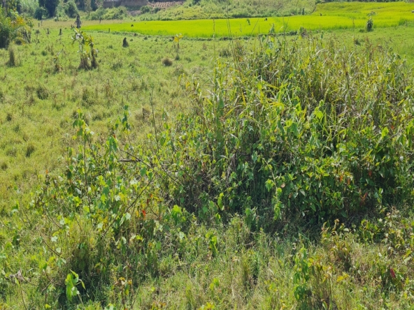 This land for sale in Nkokonjeru Buikwe District