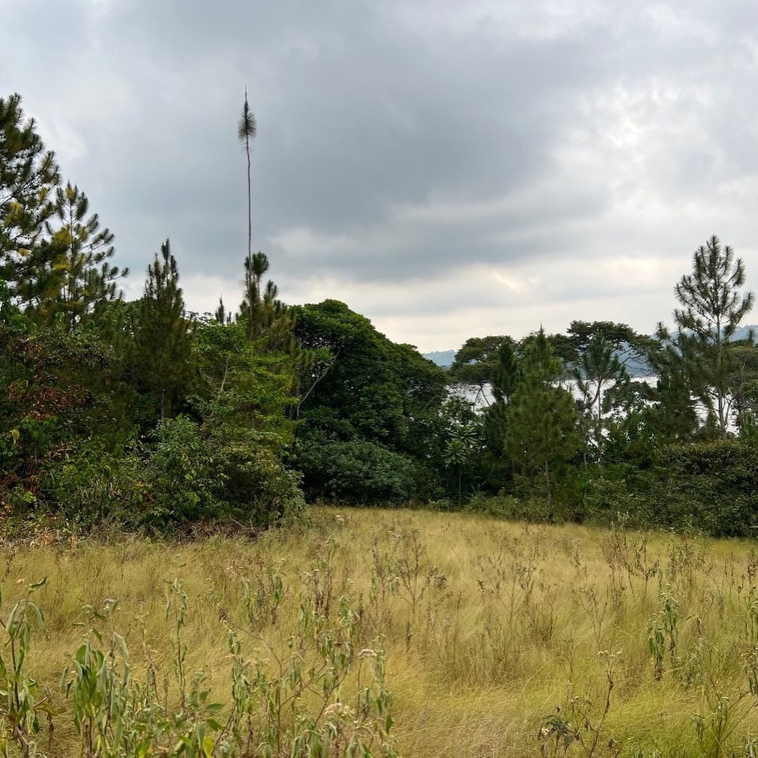This land for sale on Ssese Island Kalangala District