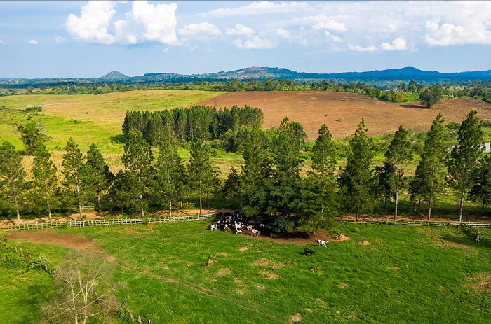 This ranch farm for sale Kasanda district along Mityana Mubende road