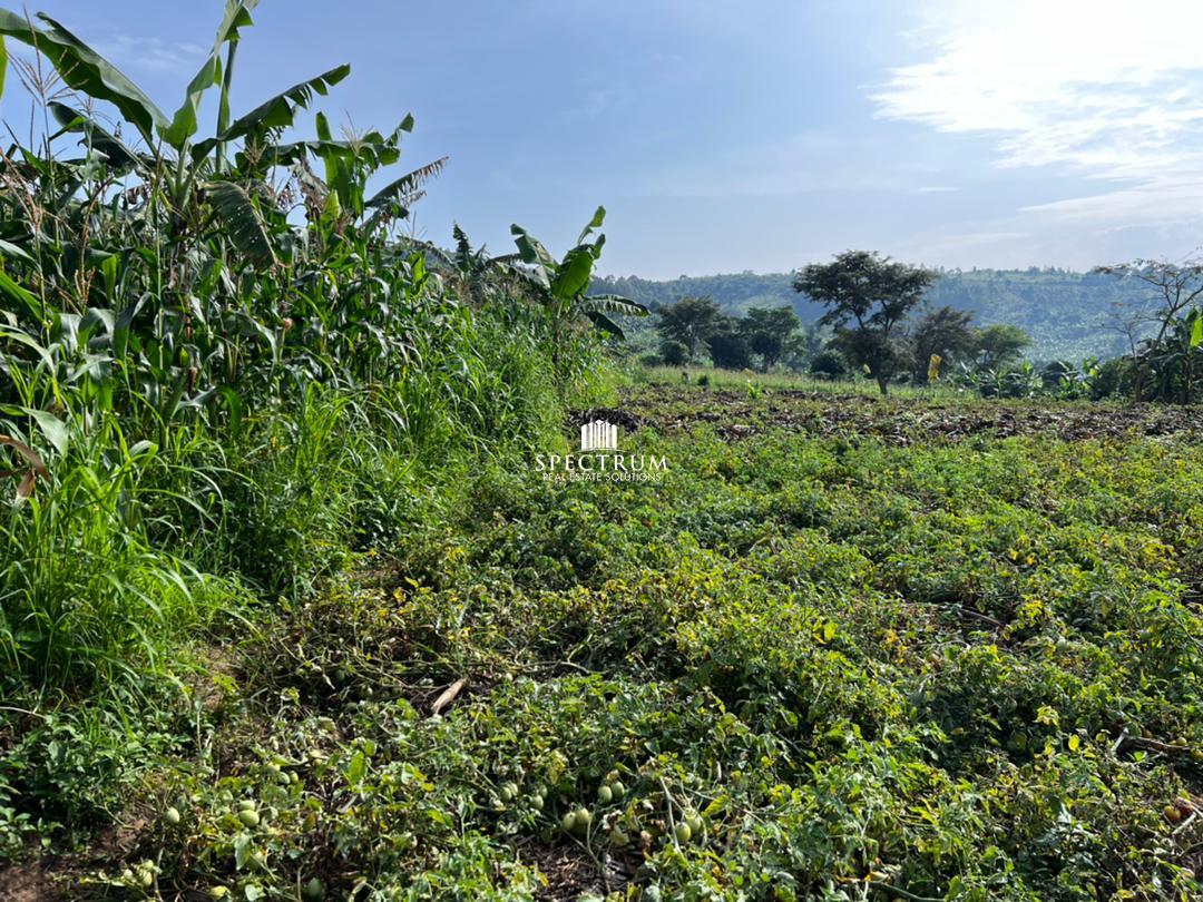 This land for sale in Matte Busunju Mityana District