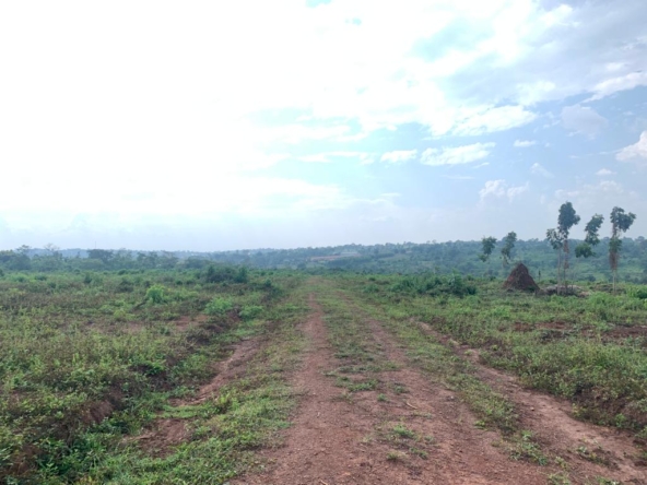 These cheap plots for sale in Mukono