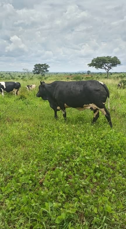 These 3 square miles Agricultural land for sale in Kiryandongo Uganda