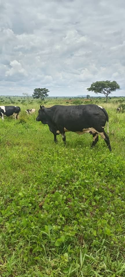 These 3 square miles Agricultural land for sale in Kiryandongo Uganda