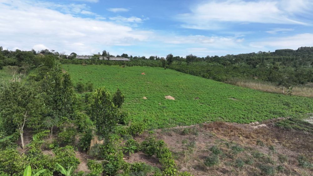 Mixed farm for sale in Kikonge Mityana road