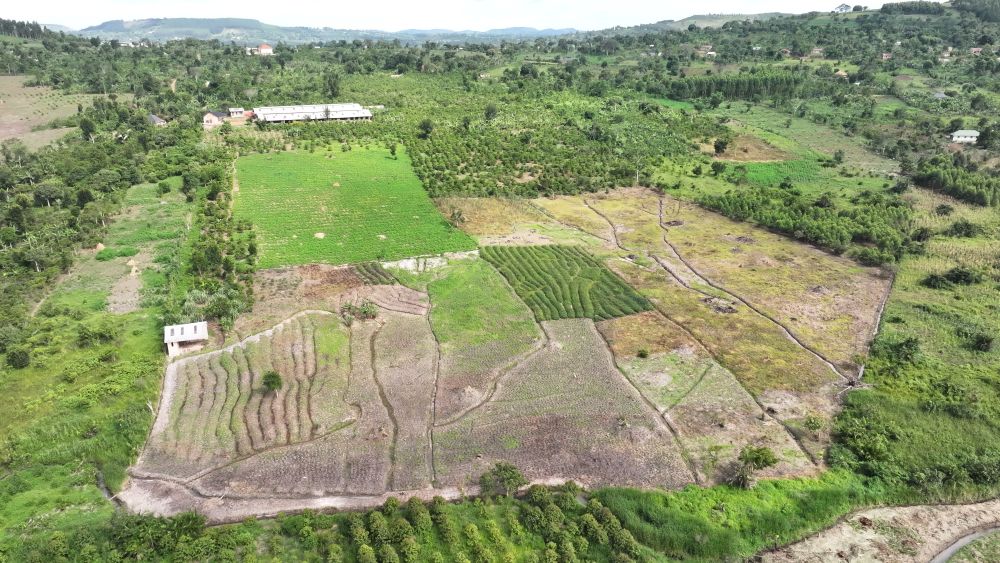 Mixed farm for sale in Kikonge Mityana road