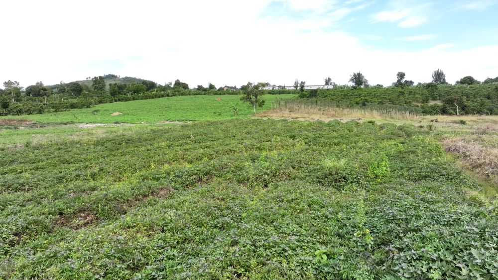 Mixed farm for sale in Kikonge Mityana road