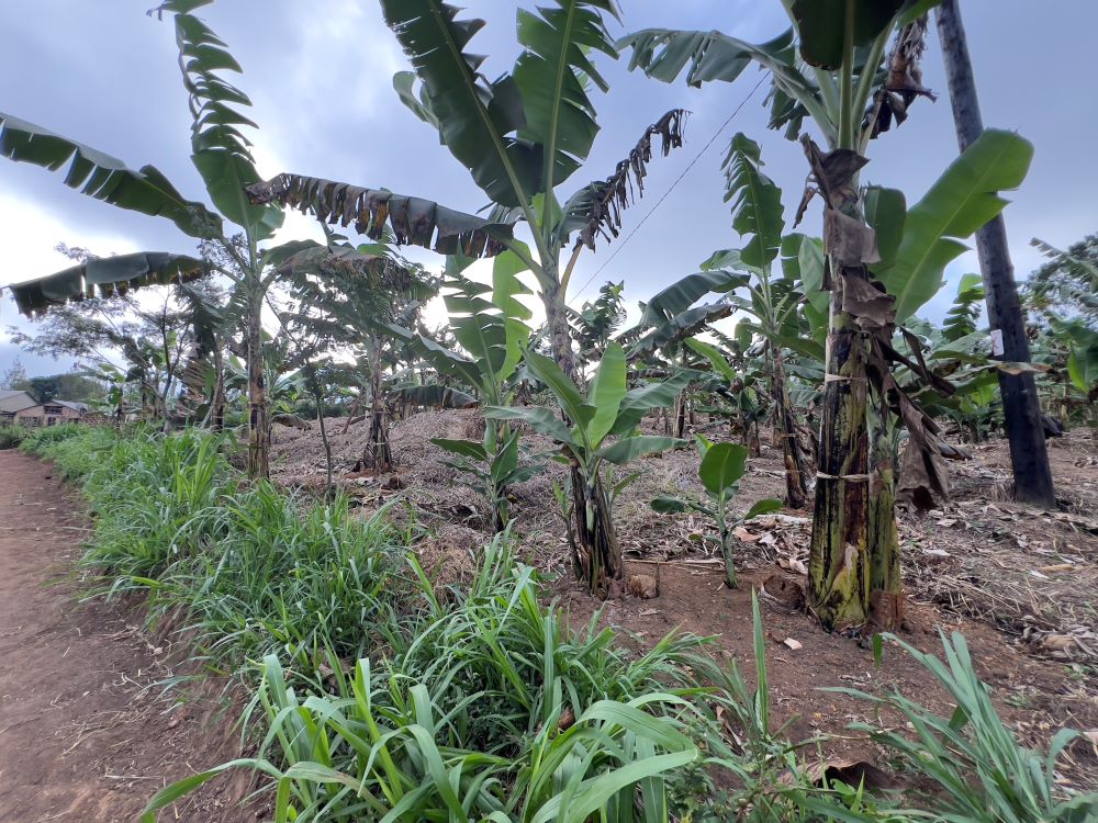 This farm for sale in Mpigi Masaka road Uganda