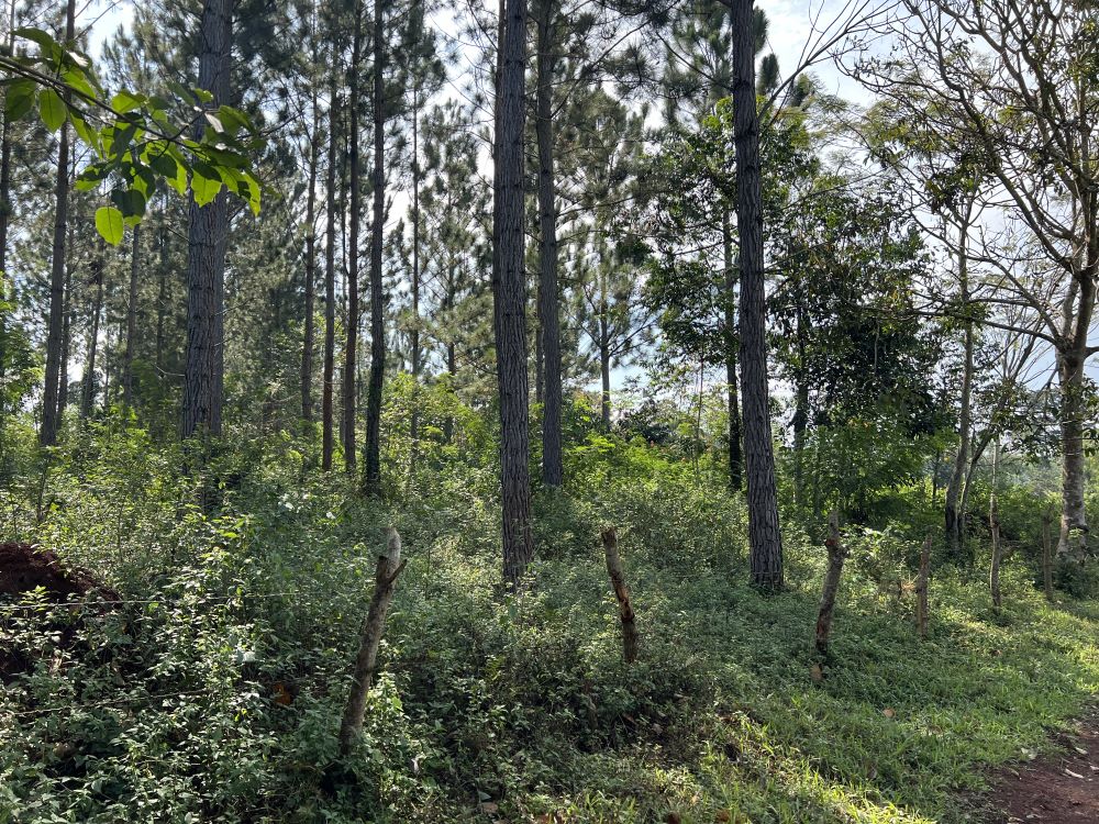 Land for sale in Nakisunga Mukono