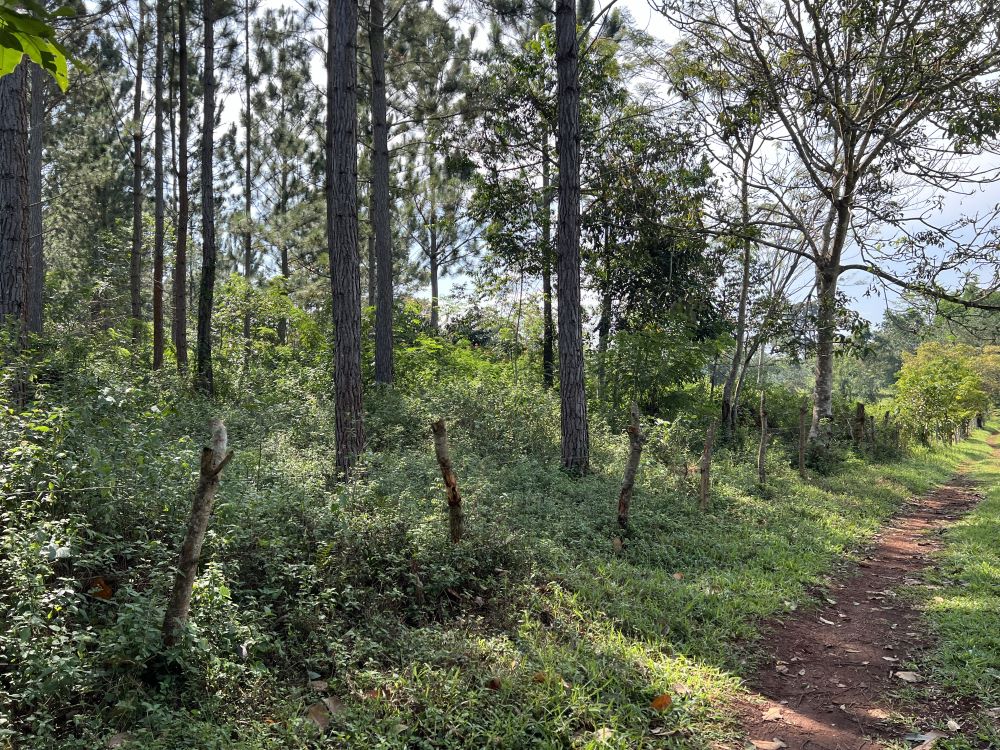 Land for sale in Nakisunga Mukono