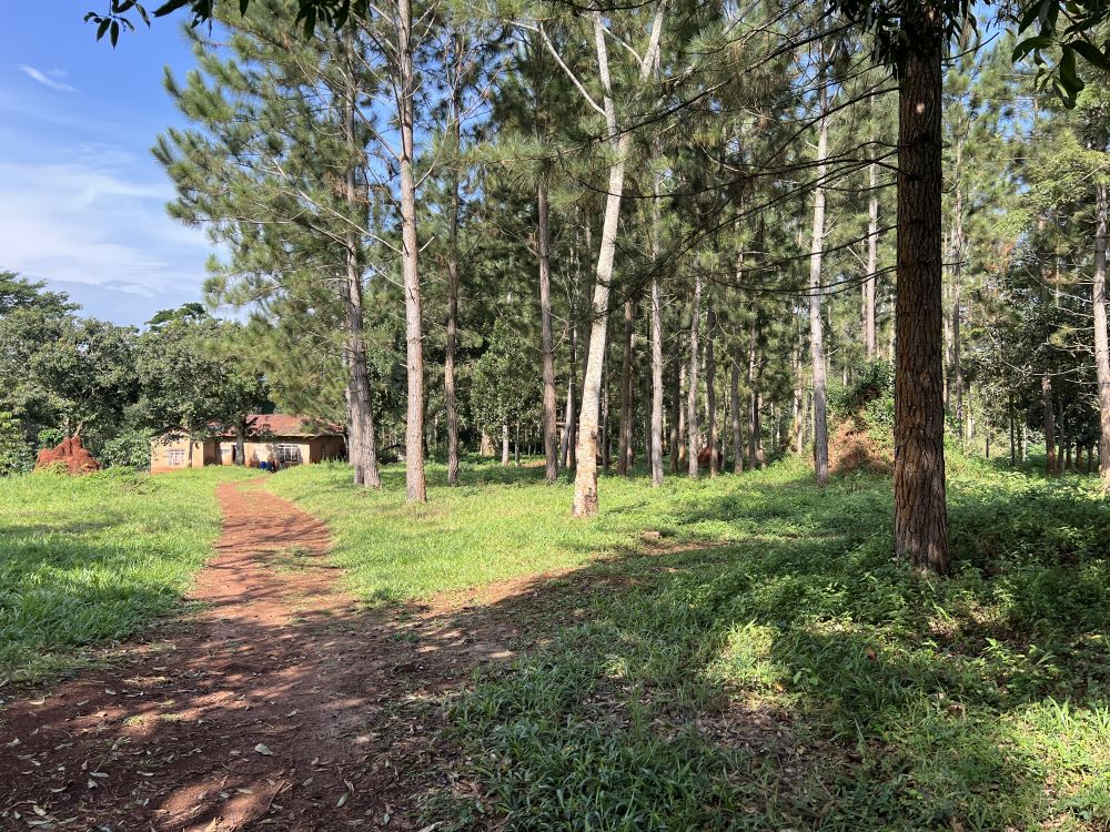 Land for sale in Nakisunga Mukono