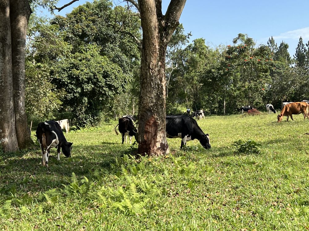 LAND FOR SALE IN NAKISUNGA MUKONO