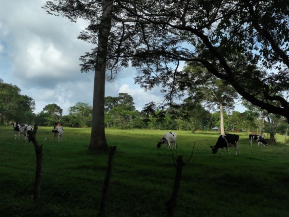 Farm land for sale in Nakisunga Mukono