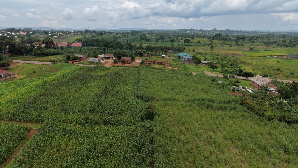 This land for sale in Nazigo Kayunga