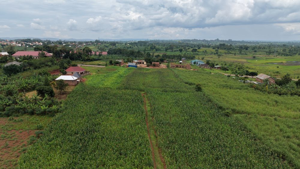 This land for sale in Nazigo Kayunga